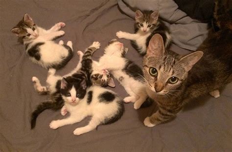 How do mother cats tell their kittens no?