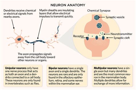 How do neurons activate?