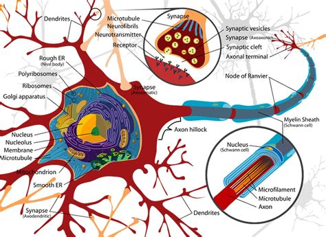 How do neurons store memory?