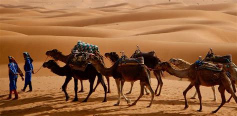 How do nomads survive in the Sahara Desert?