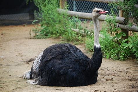 How do ostriches sleep?