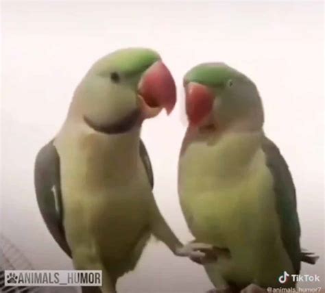 How do parrots express love?