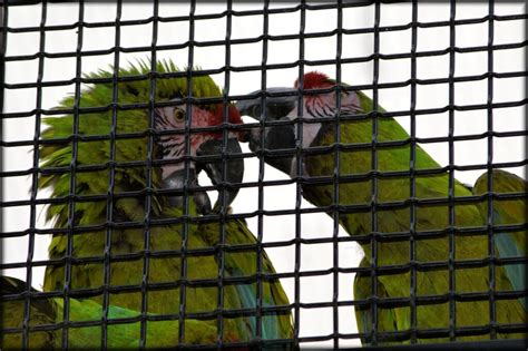 How do parrots flirt?