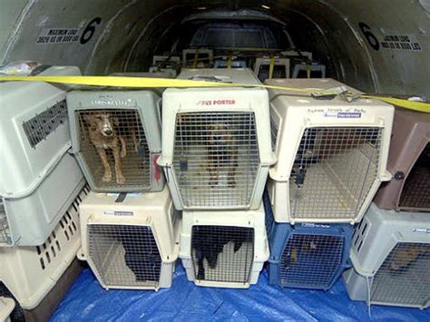 How do pets survive in cargo?