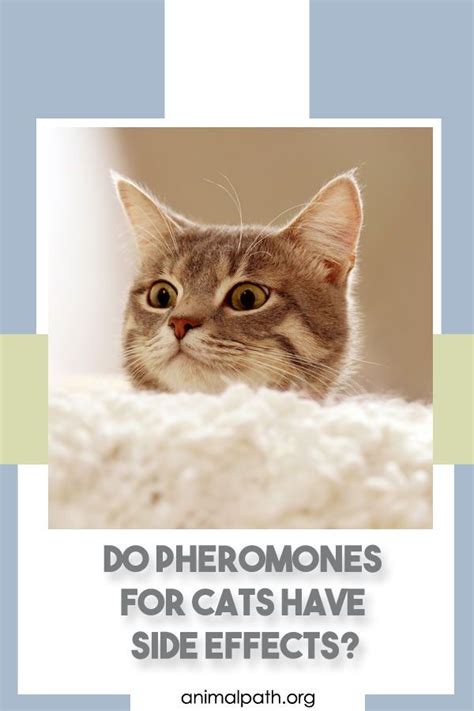 How do pheromones affect cats?