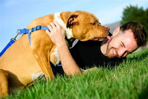 How do pit bulls choose their favorite person?