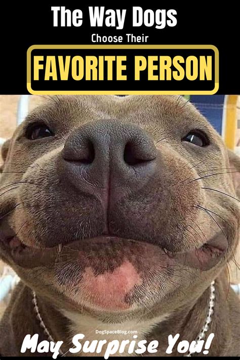 How do pitbulls choose their favorite person?