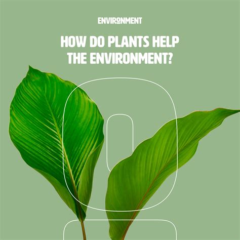 How do plants support life on Earth?