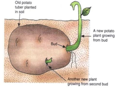 How do potatoes reproduce asexually?