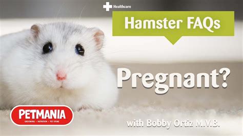 How do pregnant hamsters act?