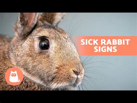 How do rabbits act when they are sick?