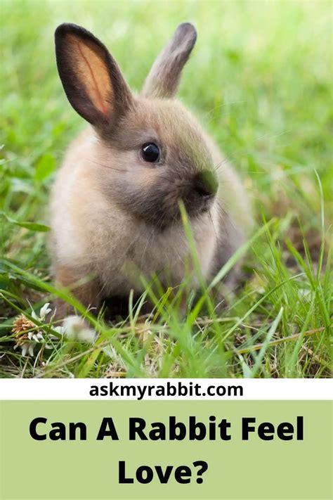 How do rabbits express sadness?