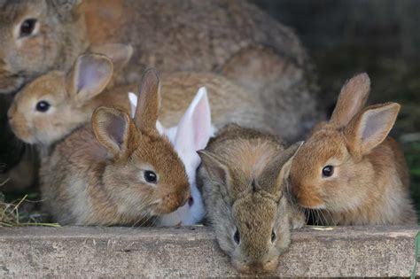 How do rabbits flirt?