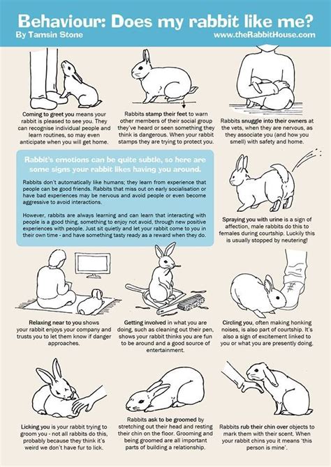 How do rabbits lay when in pain?