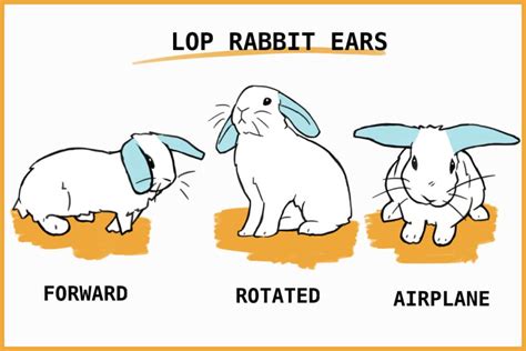 How do rabbits show depression?