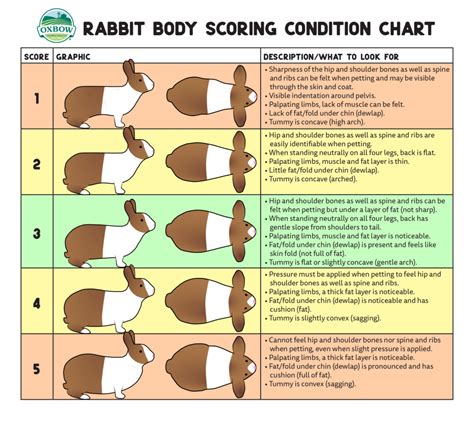 How do rabbits show pain?