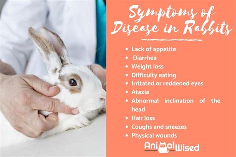 How do rabbits show signs of pain?