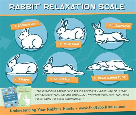 How do rabbits sit when in pain?