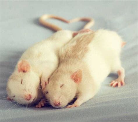 How do rats show their love?