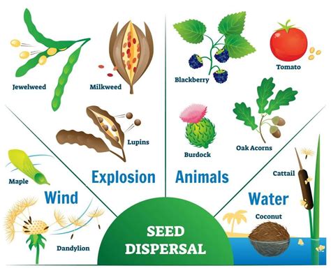 How do seeds happen?