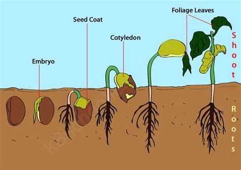 How do seeds work?