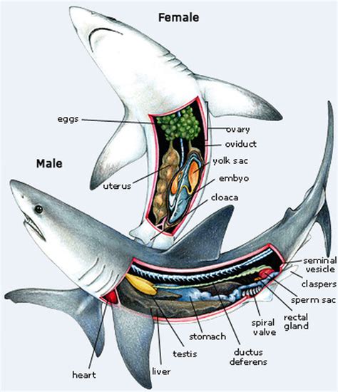 How do sharks reproduce asexually?