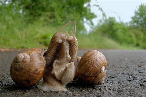 How do snails show love?