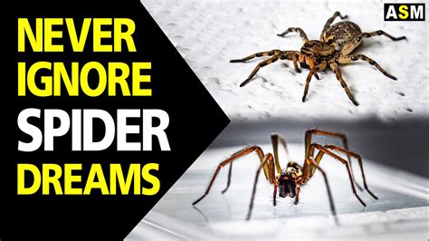 How do spiders dream?