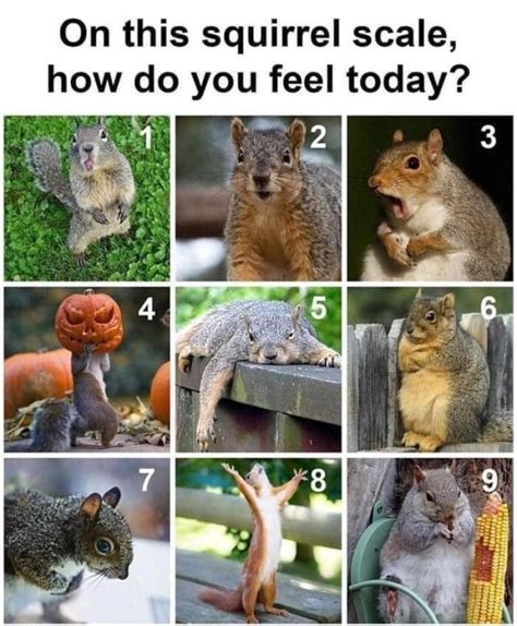 How do squirrels feel about humans?