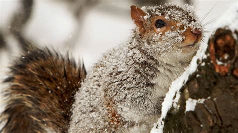 How do squirrels survive winter in Canada?