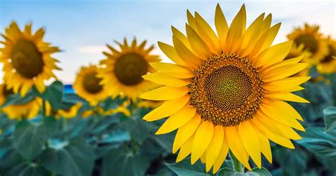 How do sunflowers help humans?