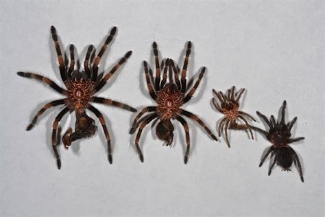 How do tarantulas act before molting?