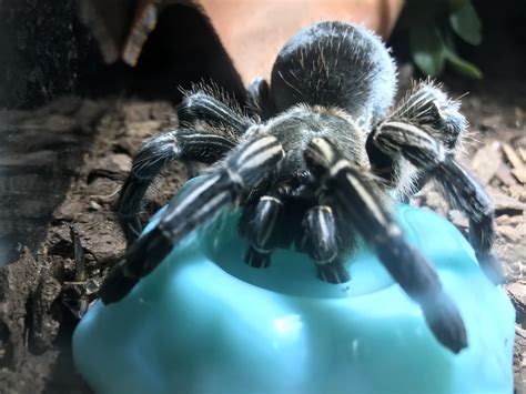 How do tarantulas drink water?