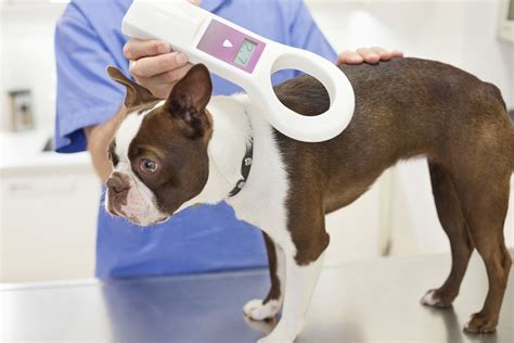 How do they scan a dog microchip?