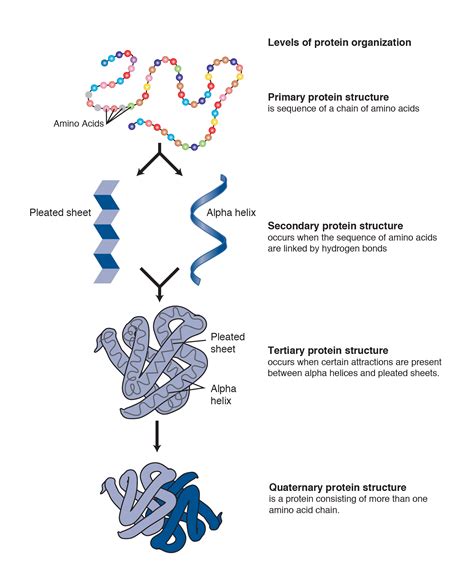 How do two proteins connect?