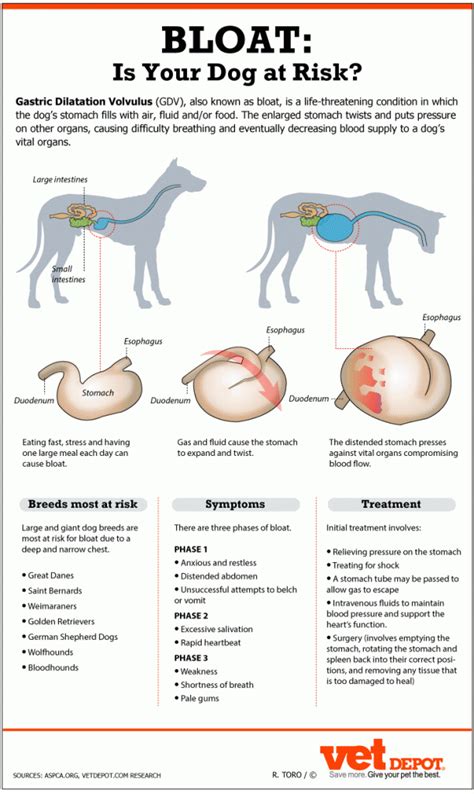 How do veterinarians diagnose bloat?