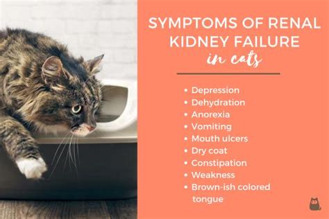 How do vets check for kidney failure in cats?