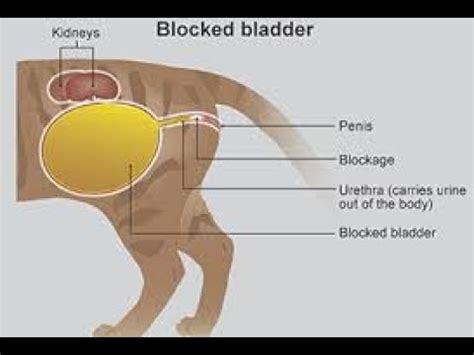 How do vets test for a blockage?
