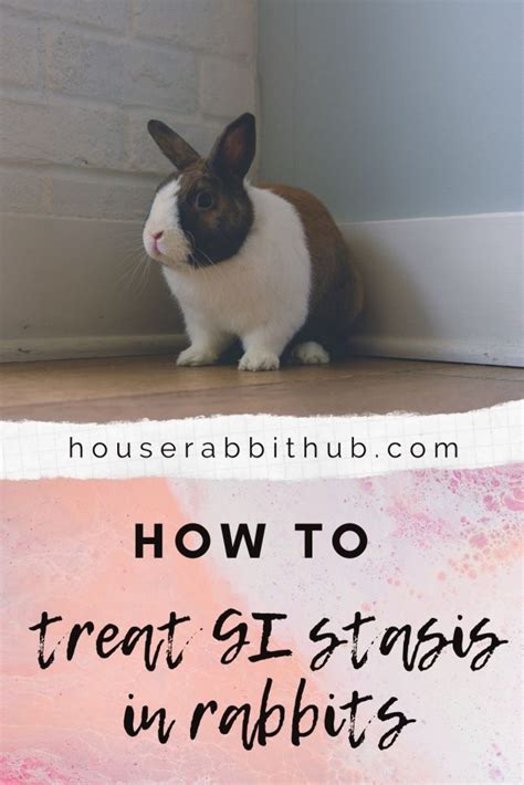 How do vets treat GI stasis in rabbits?