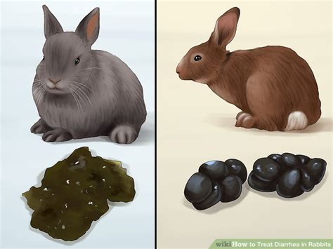 How do vets treat diarrhea in rabbits?