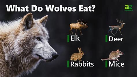 How do wolves not get sick from raw meat?