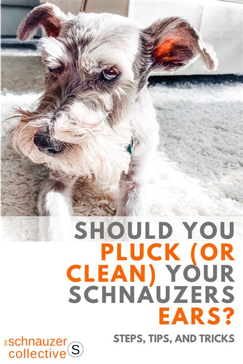 How do you Clipper a Schnauzers ears?