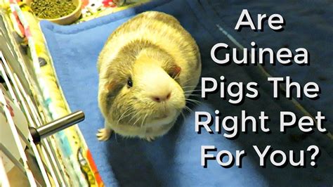 How do you Unconstipate a guinea pig?