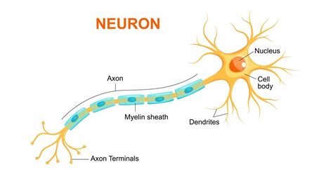How do you activate brain neurons?