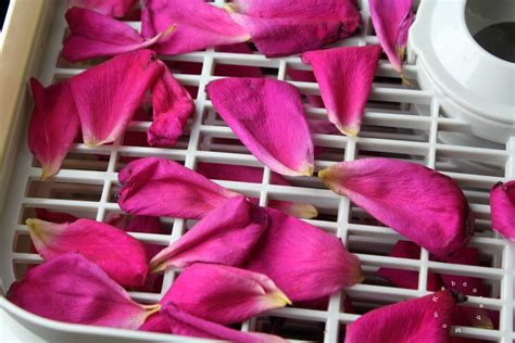 How do you air dry rose petals?