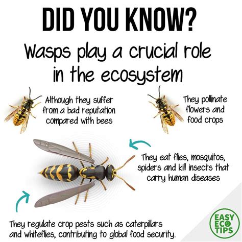 How do you annoy wasps?