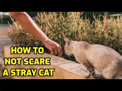 How do you approach a stray cat without scaring it?