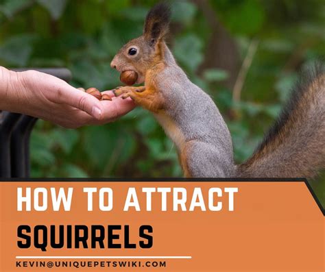 How do you attract squirrels?