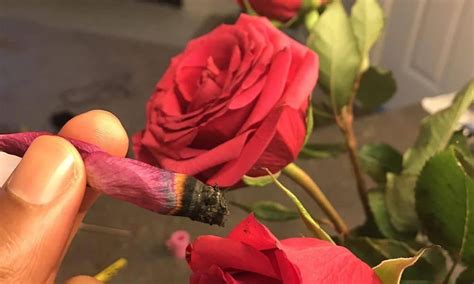 How do you blunt rose petals?