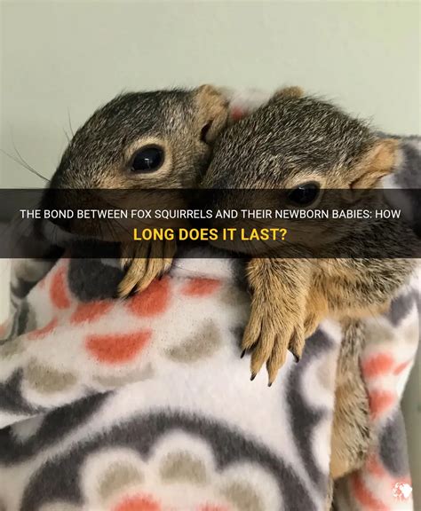 How do you bond with a baby squirrel?